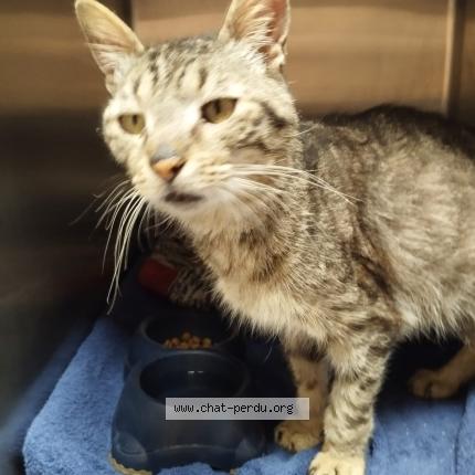 Photo 1/2 Chat trouvé Trouvé à La jarrie