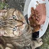 Photo de chat trouvé à Henin Beaumont