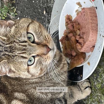 Photo 1/1 Chat trouvé Trouvé à Henin beaumont