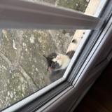 Photo de chat trouvé à Sempigny