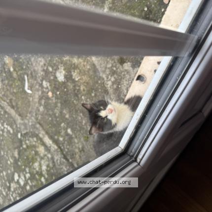 Photo 1/1 Chat trouvé Trouvé à Sempigny