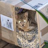 Photo de chat trouvé à Pantin