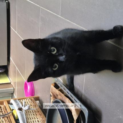 Photo 1/1 Chat retrouvé Trouvé à Halle