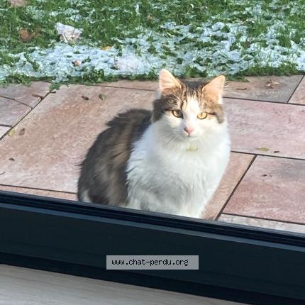 Photo 1/1 Chat trouvé Trouvé à Ascq