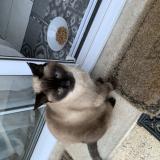 Photo de chat trouvé à La Tessoualle