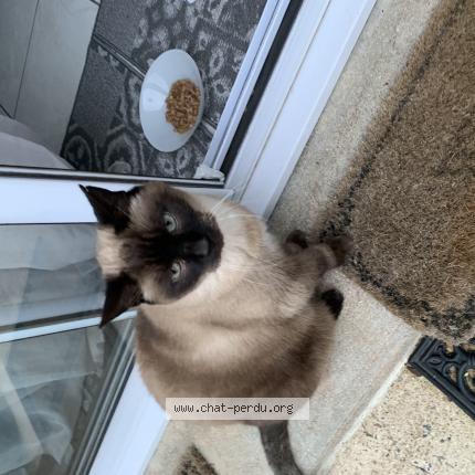 Photo 1/1 Chat trouvé Trouvé à La tessoualle