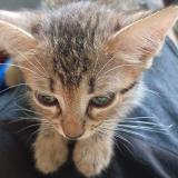 Photo de chat perdu à Maracaibo