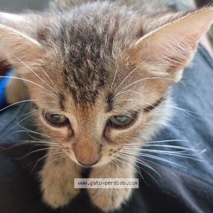 Photo 1/1 Sersi Chat perdu à Maracaibo