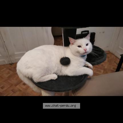 Photo 1/1 Chat retrouvé Perdu à Laeken