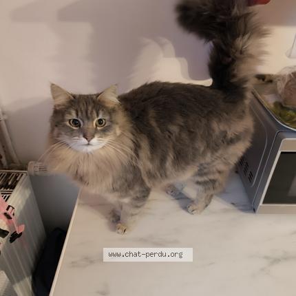 Photo 1/1 Chat retrouvé Perdu à 50630 Teurtheville Bocage