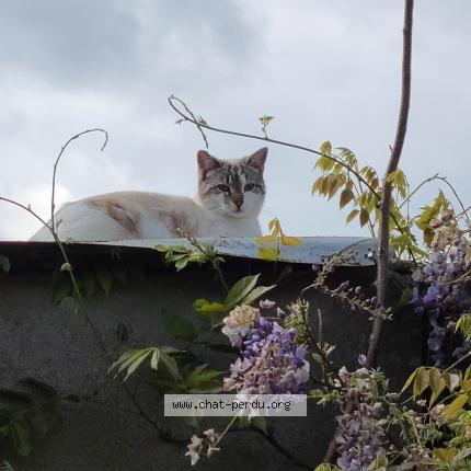 Photo 1/1 Chat retrouvé Perdu à Angers