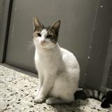 Photo de chat trouvé à Marseille