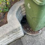 Photo de chat trouvé à Sion