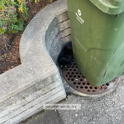 Photo 1/1 Chat trouvé Trouvé à Sion