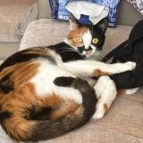 Photo de chat perdu à Bezier