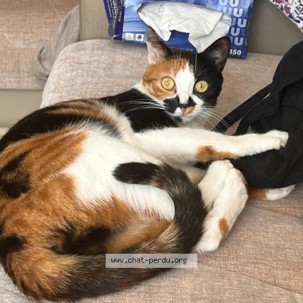 Photo 1/1 chipie Chat perdu à Bezier