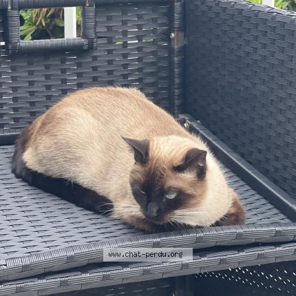Photo de chat perdu à St Pee Sur Nivelle