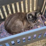 Photo de chat perdu à La Chapelle D Aligne