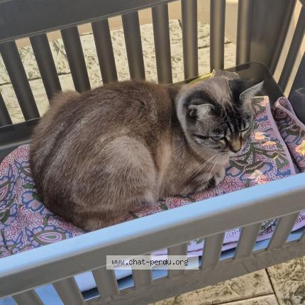 Photo 1/1 Chat retrouvé Perdu à La chapelle d aligne