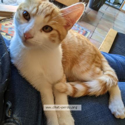 Photo de chat perdu à St Jean Bonnefonds