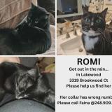 Photo de chat perdu à Phoenix