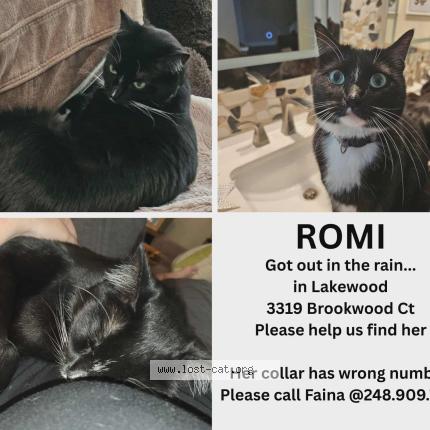 Photo 1/1 Romi Chat perdu à Phoenix