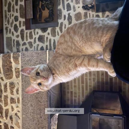 Photo 1/1 Ary Chat perdu à Subligny