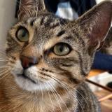 Photo de chat perdu à Angers