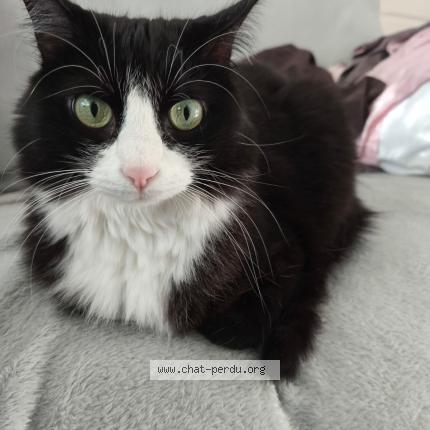 Photo de chat perdu à Calvisson
