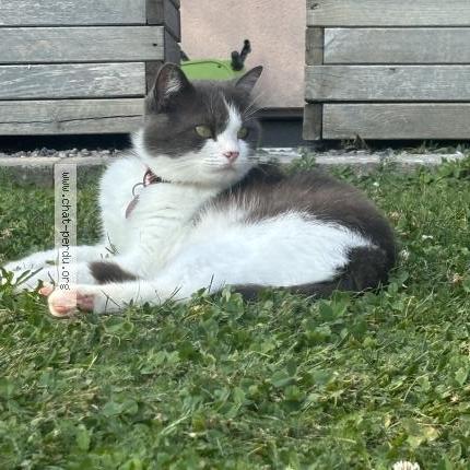 Photo de chat perdu à Theding