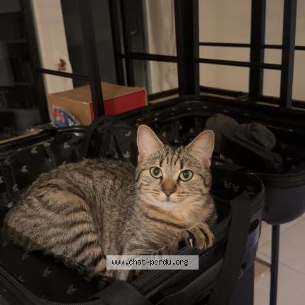 Photo 2/2 Marie Chat perdu à Montpellier