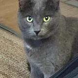 Photo de chat perdu à Tours