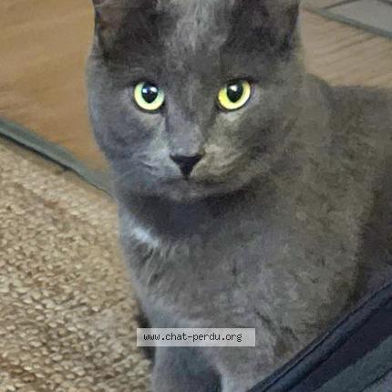 Photo 1/1 Chat retrouvé Perdu à Tours