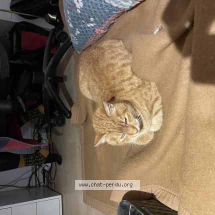 Photo 1/1 Philance Chat perdu à Gerde