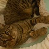 Photo de chat perdu à Chambly