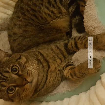 Photo 1/1 Sariaa Chat perdu à Chambly