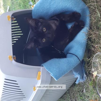 Photo 1/1 Fripouille Chat perdu à Bains sur oust