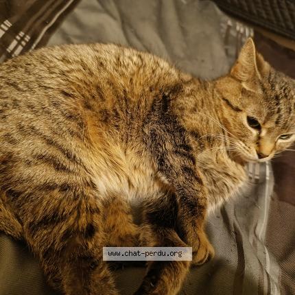 Photo 1/1 Mia Chat perdu à Quebec