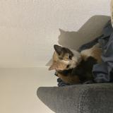 Photo de chat trouvé à Marseille