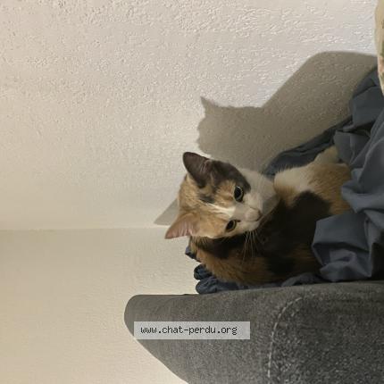 Photo 1/1 Chat trouvé Trouvé à Marseille