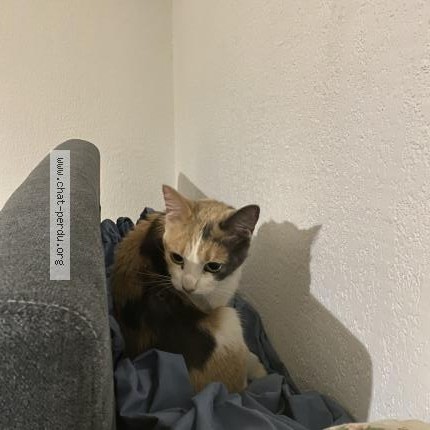 Photo 1/1 Chat trouvé Trouvé à Marseille