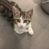 Photo de chat perdu à Janze