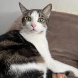 Photo de chat perdu à Vierzon