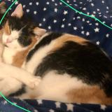 Photo de chat perdu à Ripemont