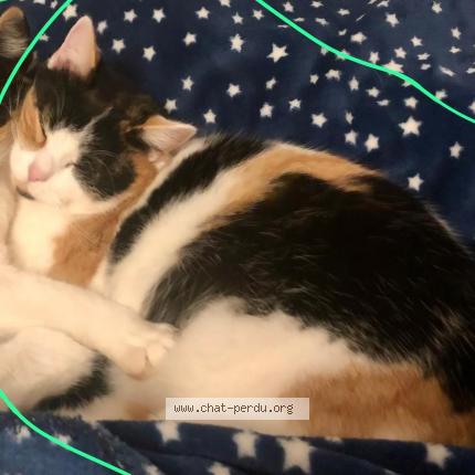 Photo 1/1 SHABBAT Chat perdu à Ripemont