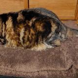 Photo de chat perdu à Montesson