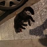 Photo de chat trouvé à Paris