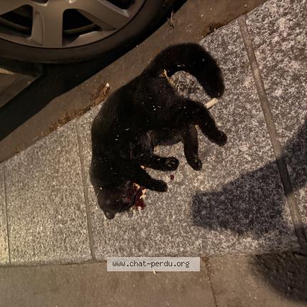 Photo 1/1 Chat trouvé Trouvé à Paris