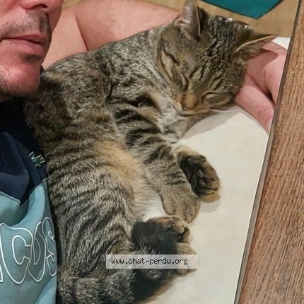 Photo 1/1 Gringo Chat perdu à Querqueville