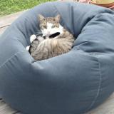 Photo de chat perdu à Pitres